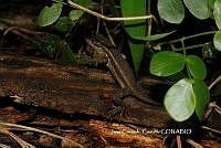 JCC0416 Sceloporus variabilis.JPG