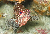 ISA076 Alphestes immaculatus.jpg