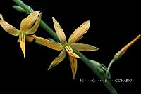 Zongo 2293 Echeandia sp..jpg