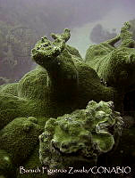 BFZ0028 Acropora palmata.jpg