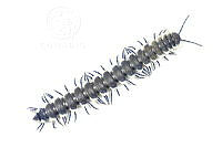 MASM07479 Myriapoda.jpg