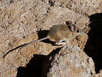 IE003 0100 Peromyscus truei.jpg