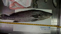 RE006 0042 Totoaba.tif