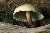 MASM07375 Basidiomycota.jpg