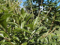 JRBBBK031-124 Coccoloba belizensis.jpg