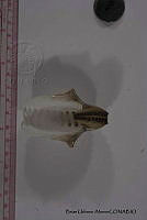 KT014 0006 Argonauta nouryi.JPG