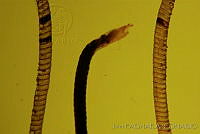 OIEA0021 Cactoblastis cactorum.jpg