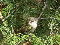 KMS0032 Eugenes fulgens.jpg