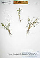 DZAJ1489 Eragrostis cilianensis.JPG