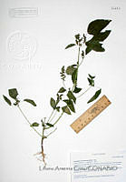 LAC029 Acalypha neomexicana.JPG