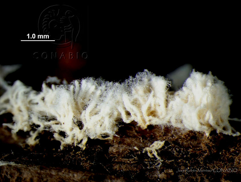 JRM0024%20Ceratiomyxa%20fructiculosa.jpg.jCfgur31MS27E7thQA3g0JtbmFja29CbnFuZ3NAbXJ6LGtwZwA.c FMykGrXY