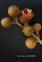 ME010 KV 00914 Guarea glabra Vahl, 1807_.JPG