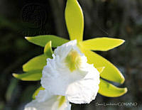 SL0517 Euchile mariae.jpg