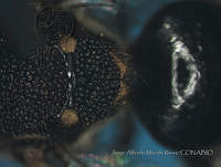 JAMR1283 Nannotrigona perilampoides.jpg