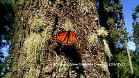 SADR0006 Danaus plexippus.JPG