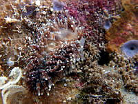 AEG0088 Tenellia lugubris.jpg
