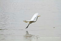 MASM07430 Ardea alba.jpg