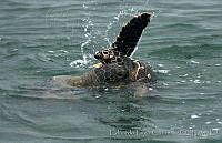 ELC0089 Chelonia mydas ssp. agassizi.jpg
