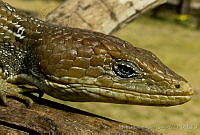 MDL0210 Gerrhonotus infernalis.jpg