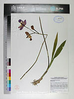 JAdNV0242 Bletia macristhmochila.JPG