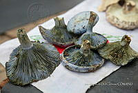 IMDOC Hong 0048 Lactarius indigo.jpg
