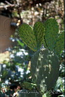 DK2190 Opuntia sp..jpg