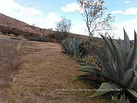 RG001 0159 Agave applanata.jpg