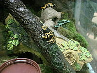 CGL0827 Dendrobates leucomelas.jpg