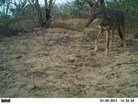 EPRM005 Canis latrans.jpg