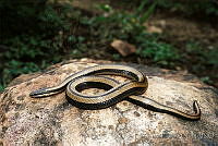 EGP0183 Coniophanes imperialis.jpg