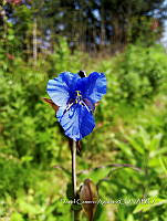 SG002 0254 Commelina tuberosa.jpg