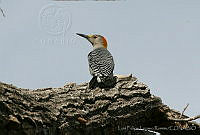 LFLR0047 Melanerpes aurifrons.jpg