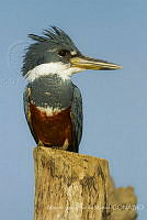 MASM07121 Megaceryle torquata.jpg