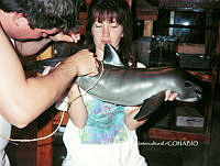 NBA0033 Phocoena sinus.jpg