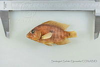SGQ2353 Herichthys deppii.jpg