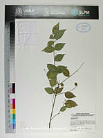 JAdNV0591 Malpighia glabra.JPG