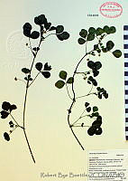 RBB0009 Medicago hispida.tif