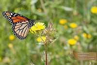 24_CCGC0008 Danaus plexippus.jpg