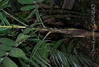 DK0620 Chamaedorea tepejilote.jpg