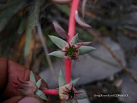IRR 0392 Echeveria.jpg