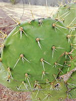 RG016 0461 Opuntia engelmannii.jpg