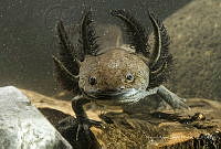 MASM08004 Ambystoma mexicanum.jpg