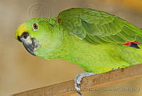 CNS1339 Amazona auropalliata.jpg