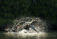 MASM07436 Pelecanus occidentalis.jpg