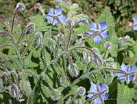 RBB0288 Borago officinalis.tif