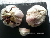 ZG017 0015 Allium sativum.jpg