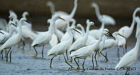 AAKVDH 0556 Egretta thula.JPG