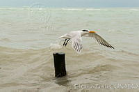 EGP0289 Thalasseus maximus.jpg