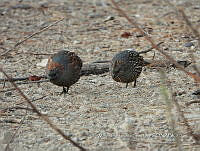 MCS IM0135 Callipepla douglasii ssp. vanderbilti.jpg