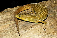 MDL0046 Barisia imbricata.jpg